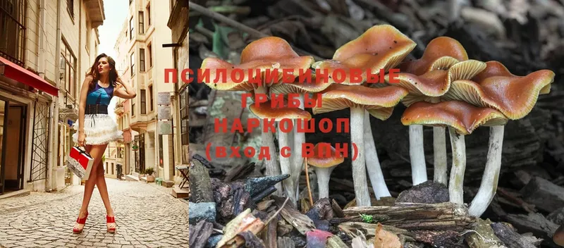 Псилоцибиновые грибы Magic Shrooms  площадка как зайти  Зеленоградск  где купить  